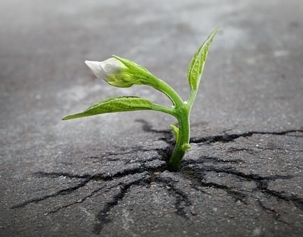 a plant grows up from a crack in asphalt